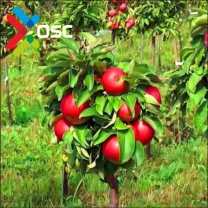 Высокоурожайные саженцы фруктовых деревьев