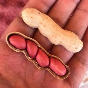 Арахис в скорлупе