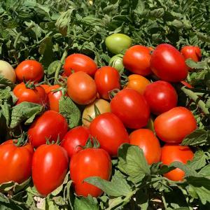 Pomidor urug'lari "CROSS F1"