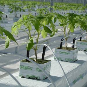 Sanoat issiqxonalari