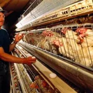 Вспученный вермикулит в птицеводстве, производитель