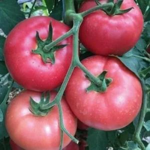Pomidor urug'lari BALABAN F1