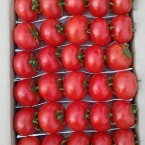 Помидоры "Говядина"