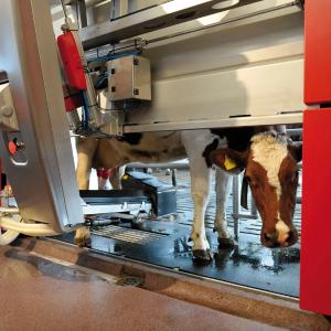 Robotik sog'ish tizimi Lely Astronaut A4