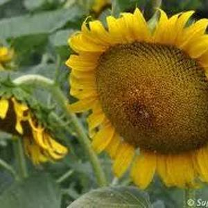 KUNCHICH Urug'lari VELIA