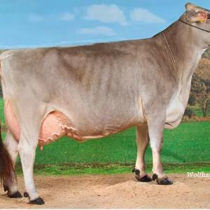 Швицкая порода скота