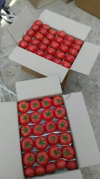 Pomidorlar "mol go'shti"