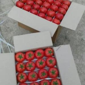 Pomidorlar "mol go'shti"