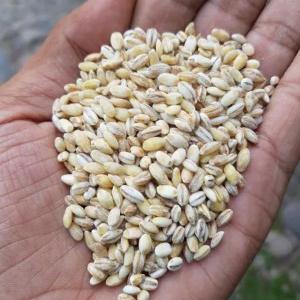 Крупа ячменная перловая