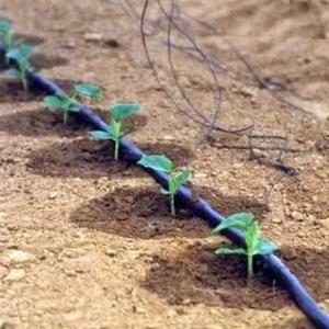 Tomchilatib sug'orish