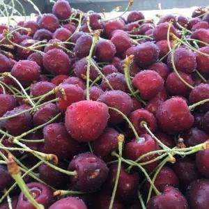 Gilosni oldindan sovutish uchun gidrokuler