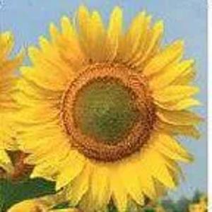 Семена подсолнечника ROMEO (Fl)