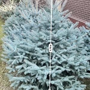 Голубая Ель - Archa