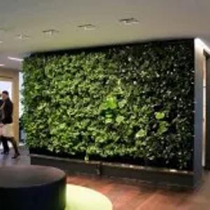 Toshkent shahridagi uylar, ofislar, biznes markazlar, mehmonxonalar, supermarketlarni vertikal bog'dorchilik