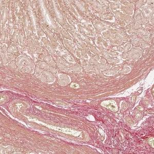 Ван-Гизон, (3х1 л)