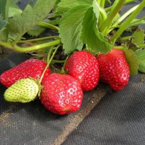 Агроволокно (СпанбонД) 30, Шир (1,6-3,2-6,3) Оптовые Цены!!!