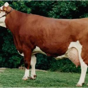 Симментальская порода скота