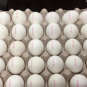 RNJet EP-6H+ tuxum belgisi