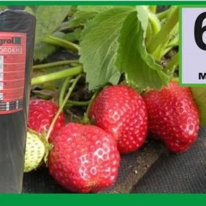 Агроволокно АгроЭл 60, (Мульча) Шир (9,3м)