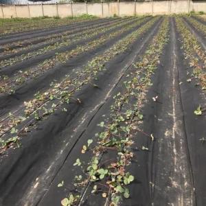 Спанбонд-Геотекстиль в ландшафтном дизайне и садоводстве