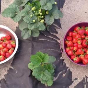 Agrofibre (Spunbond) 30, Kengligi (1,6-3,2-6,3) Ulgurji narxlar!!!