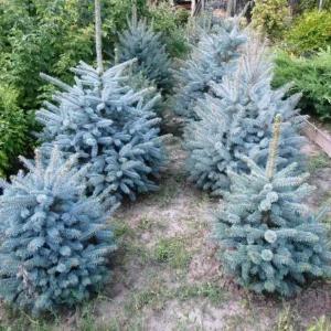 Голубая ель