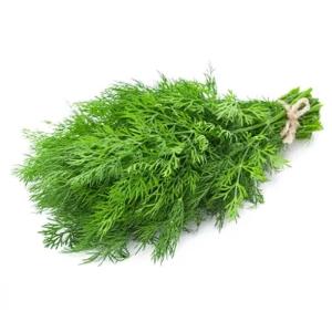 Укроп-пучок