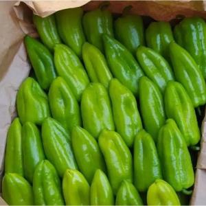 Зелёный сладкий перец