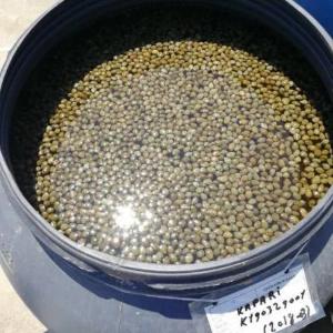 Маринованные каперсы (по 200 килограмм в бочках)