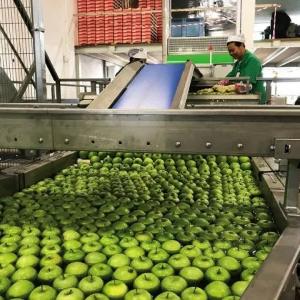 Сортировочные линии для фруктов