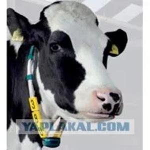 Ошейники для коров в полном комплекте