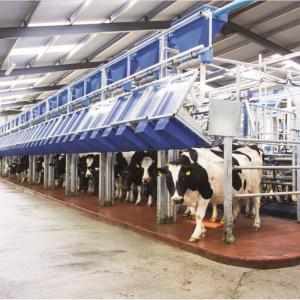 Доильный зал Dairymaster