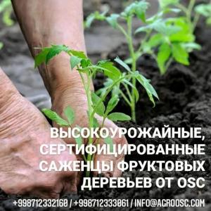 Yuqori mahsuldor mevali daraxt ko'chatlari