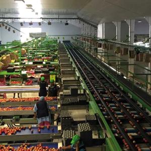 Сортировочные, калибровочные линии для фруктов