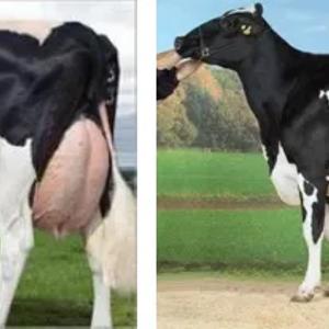 Голштинская порода скота