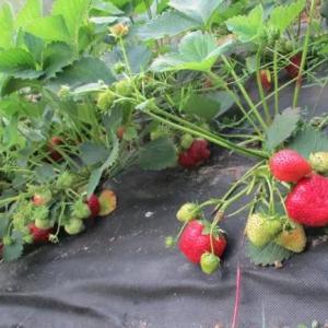 Агроволокно АгроЭл 60, (Мульча) Шир (9,3м)