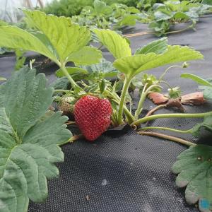 Мульчирующий почво-укрывной материал пл 60 гр/м2