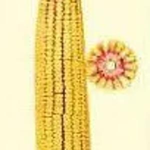 Makkajo'xori urug'i NS-6030 (F1)