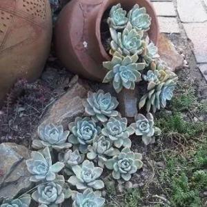 Ландшафтный дизайн