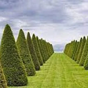 Формовочная стрижка деревьев и кустарников