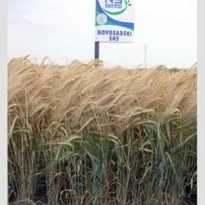 Arpa urug'lari NOVOSADSKI 565