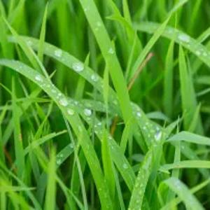 Отдушка с ароматом Свежести травы