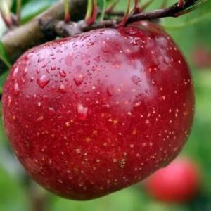 Яблоко красное