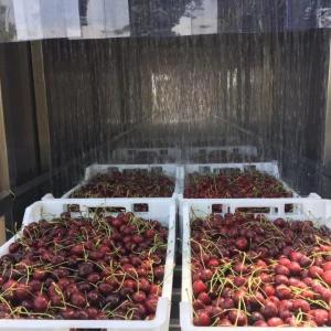 Гидрокулер для предварительного охлаждения черешни