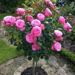 Саженцы розы