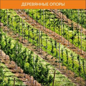 Интенсивные фруктовые сады