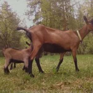 Козы: альпийская  порода