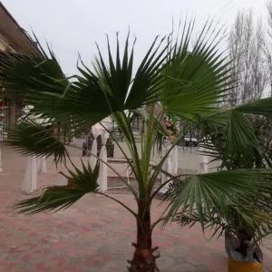 Пальмы саженцы