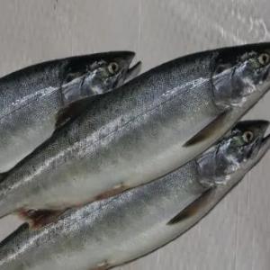 Pushti qizil ikra, kesilmagan (HP), muzlatilgan