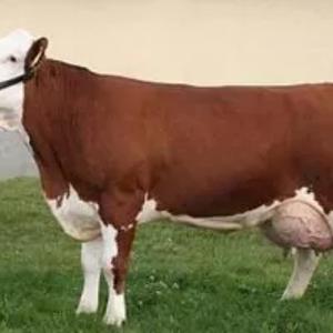 Племенные нетели (крупно рогатый скот)